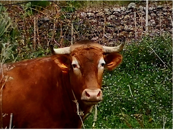 Milch von glücklichen Weidekühren ist selten geworden.