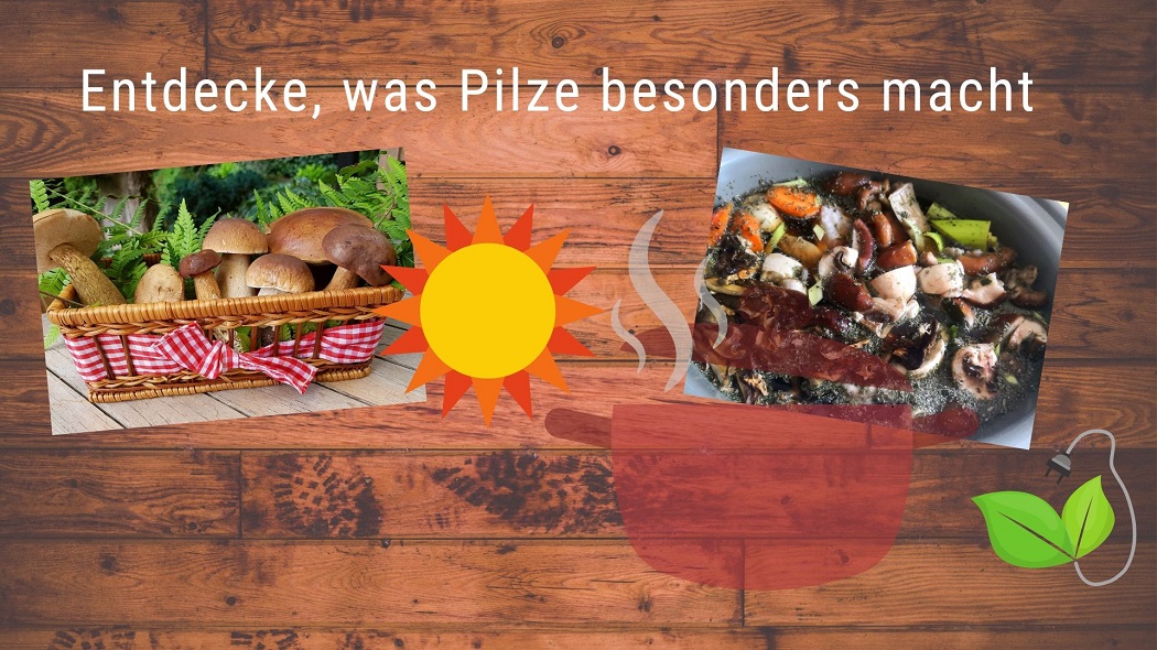 Entdecke, was Pilze besonders macht